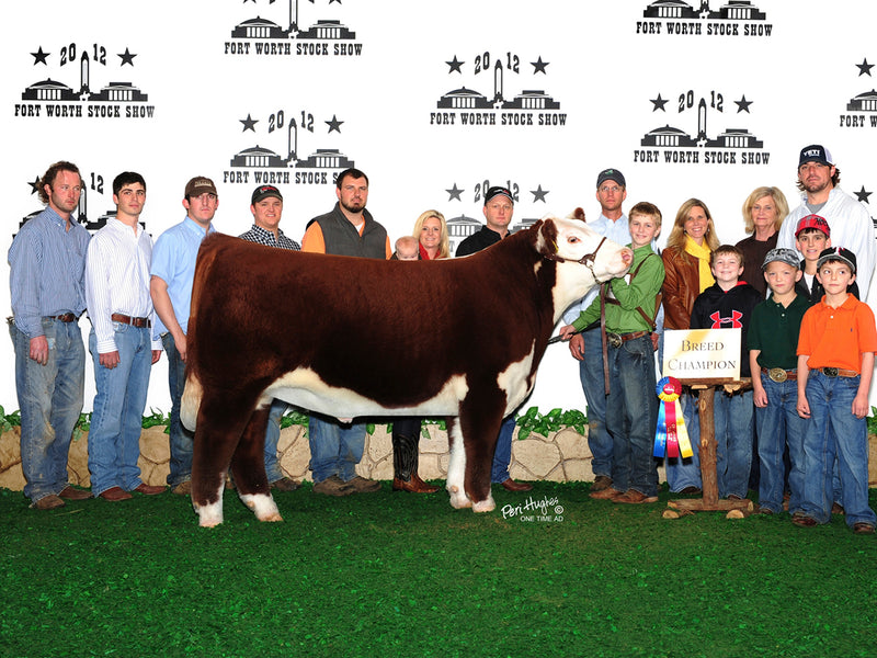 Champion Polled Hereford // 2012 Fort Worth Stock Show // Allan Family