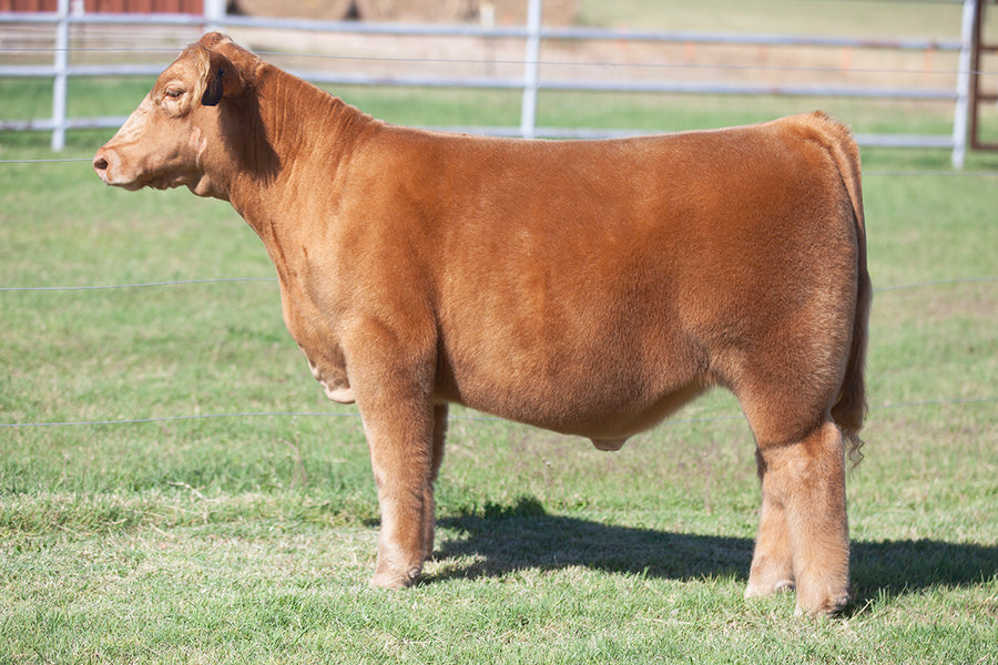 TAG 430 *NM BRED*: 1197 x Gunsmoke