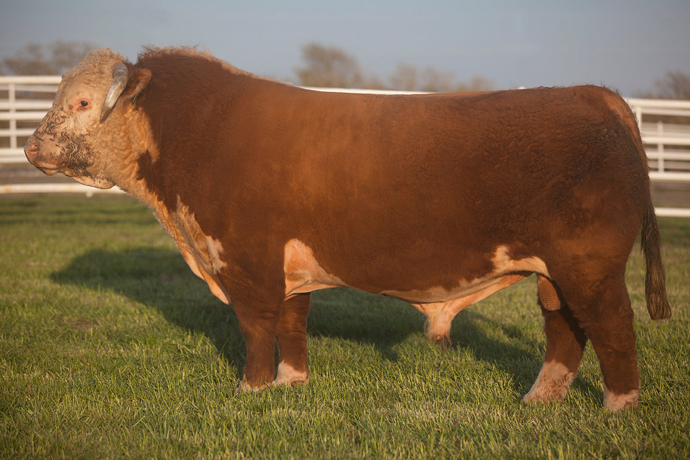 Bulls – 1Eleven Cattle