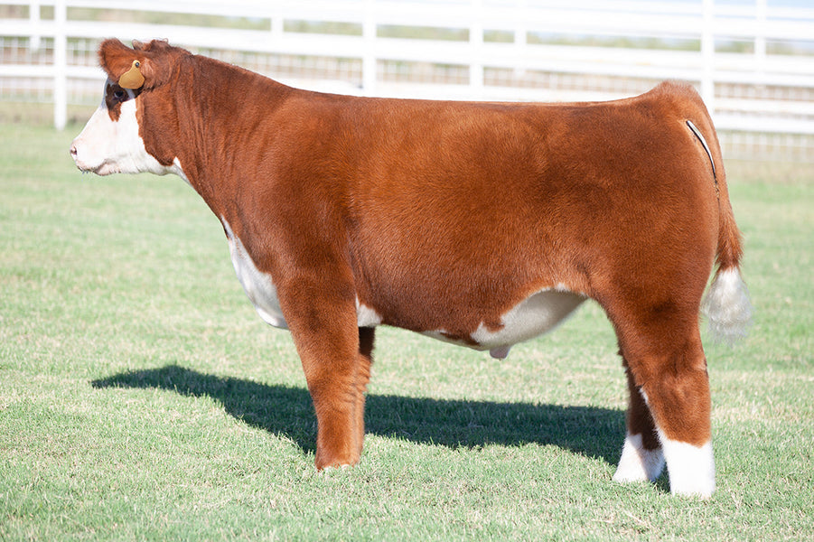 TAG 506: KINGLY X ASTRO X 9201