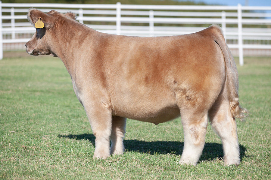 TAG 5101: LAMANCHA X 0127 (FREE YOUR MIND)