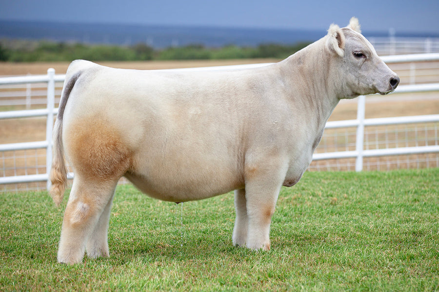 TAG 5102: 1274 X 8140 (GB 419 X RED 111)