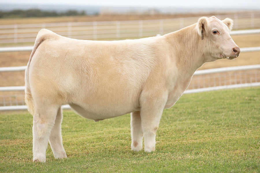 TAG 5103: BUSINESS AS USUAL X 8084 (EXIT 174 X HOO DOO)