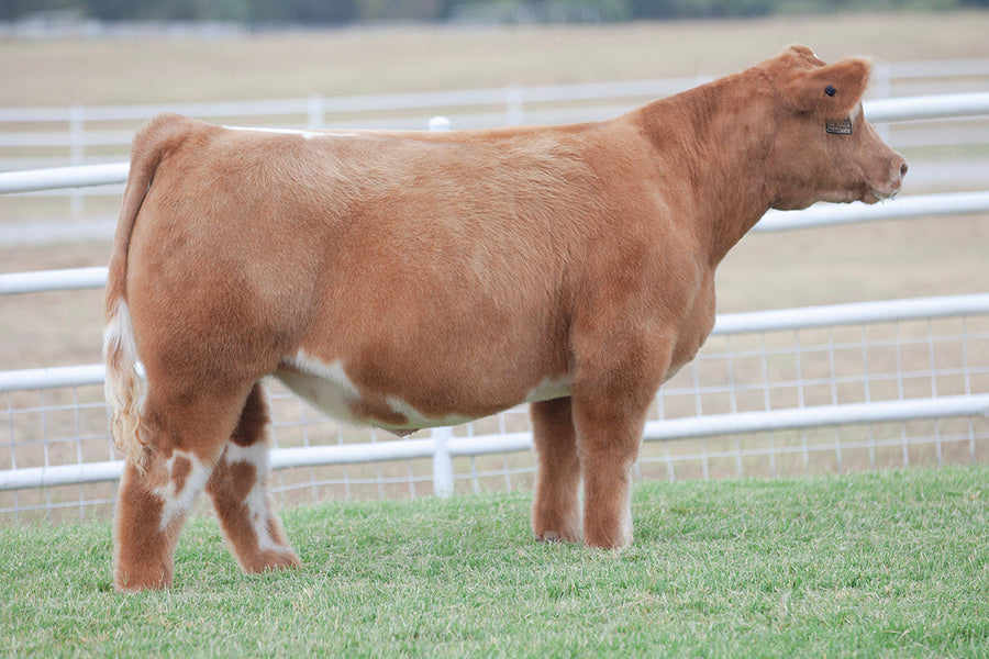 TAG 5115: LETHAL X 7247 (THE GENERAL X 298)