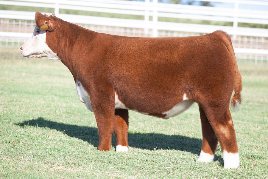 TAG 511: KINGLY X DOUBLE MADE X 8060