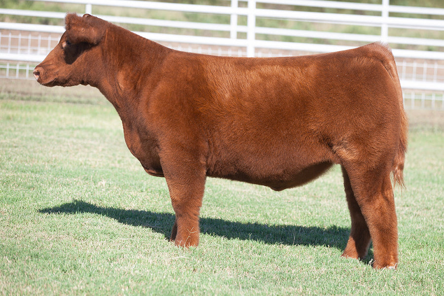 TAG 5121: HGTA X 0101 (FYM X SUGAR BEAR)