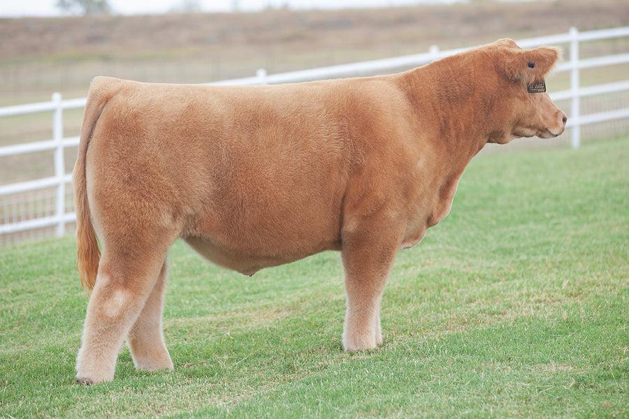 TAG 5151: BUSINESS AS USUAL X 8084 (EXIT 174 X HOO DOO)