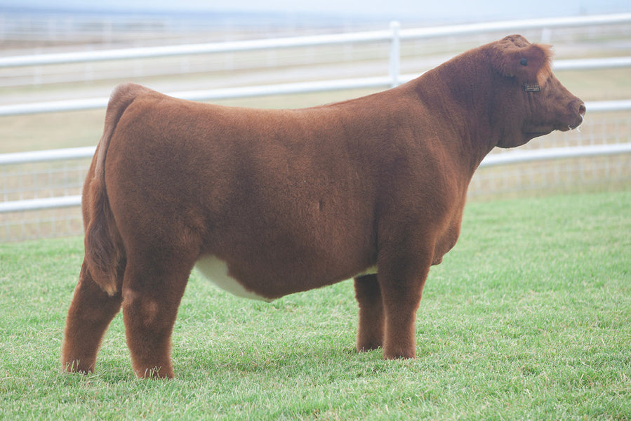 TAG 5178: BUSINESS AS USUAL X 516