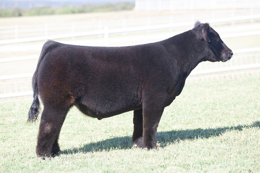 TAG 517: HERE FOR GOOD X 0101