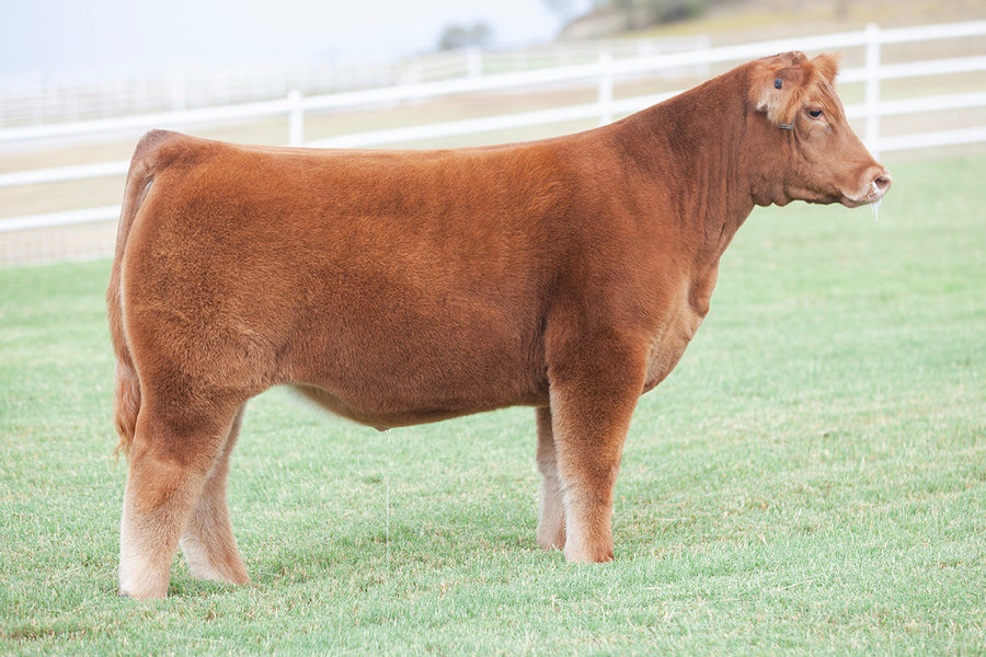 TAG 5181: WAY MAKER X RED 111 (YELLOW JACKET)