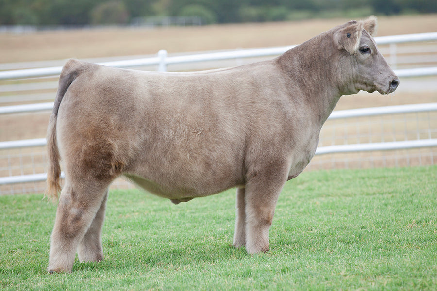 TAG 5182: HOW GREAT THOU ART X 7202 (THE GENERAL X PUNISHER)