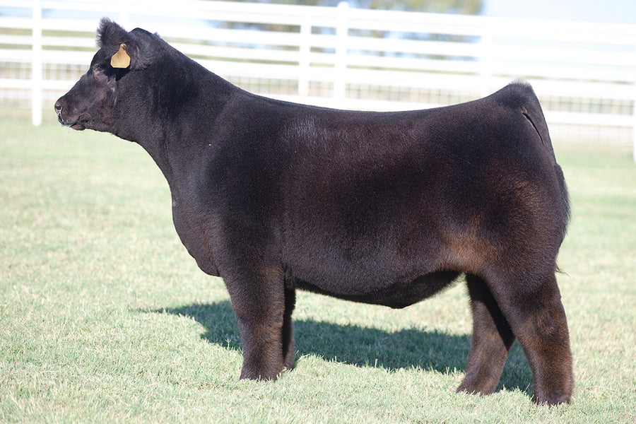 TAG 519 : HERE FOR GOOD X 0101