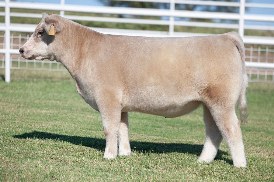 TAG 5204: BUSINESS AS USUAL X 1533(8092 X RED 111)