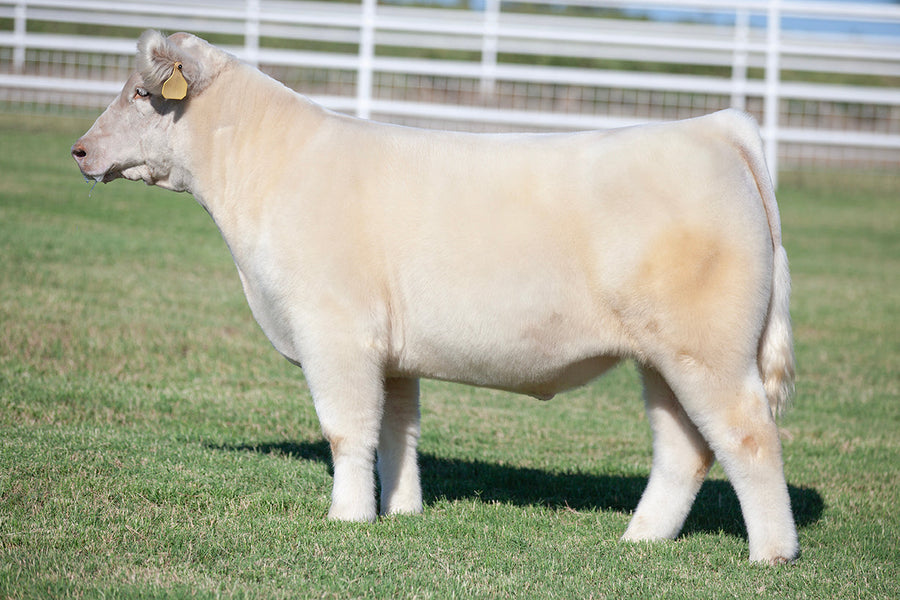 TAG 5218: BUSINESS AS USUAL X 8082 (KC X 111)