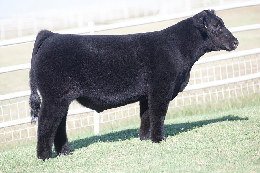 TAG 522: HERE FOR GOOD X 0101