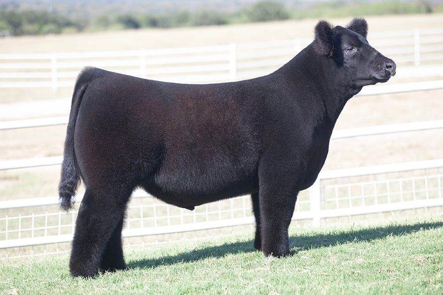 TAG 535: HERE I AM X MERLIN