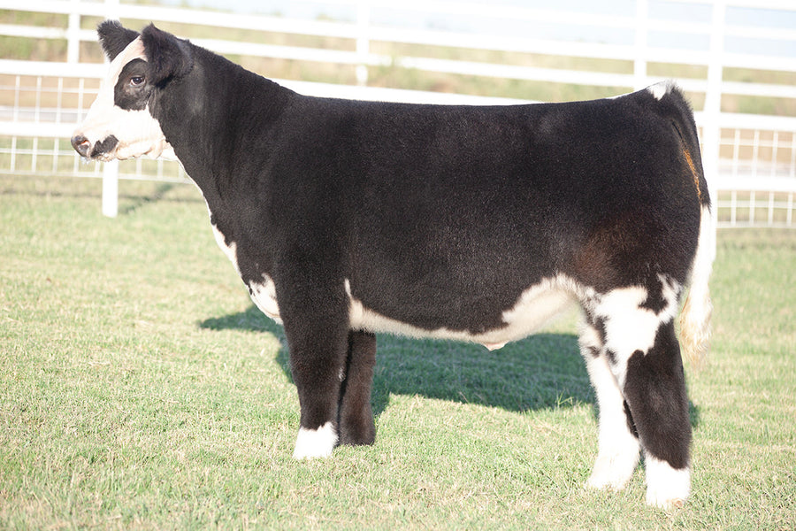 TAG 538: HERE I AM X IGWT