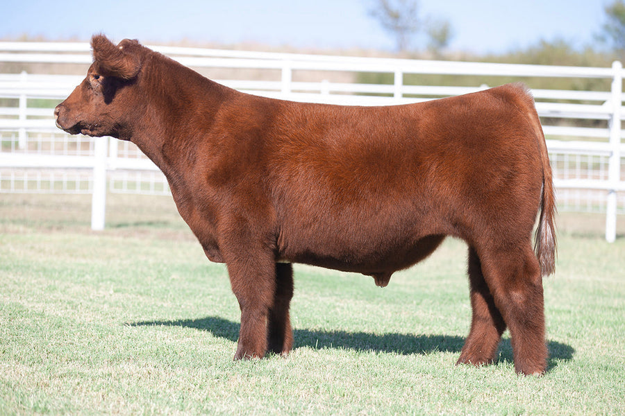 TAG 537: GINGER X MAB