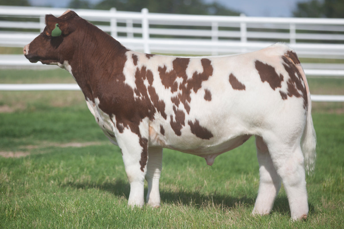 More Than Ready: Born Ready x 602 – 1Eleven Cattle