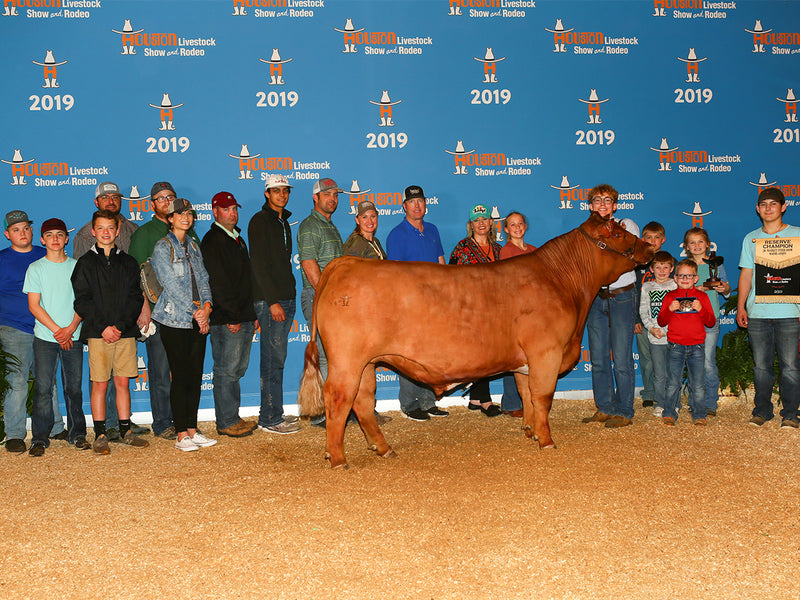 Reserve Champion Maine // 2019 Houston Livestock Show // Rousser Family